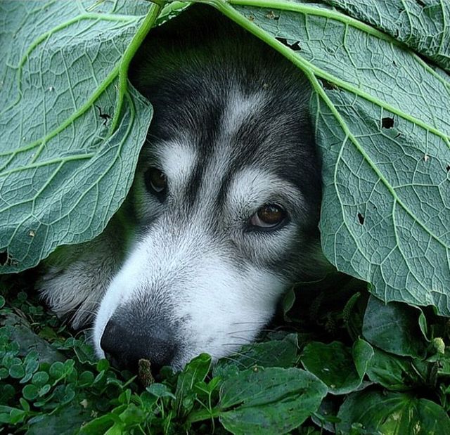 Funny picdump (146 pics)