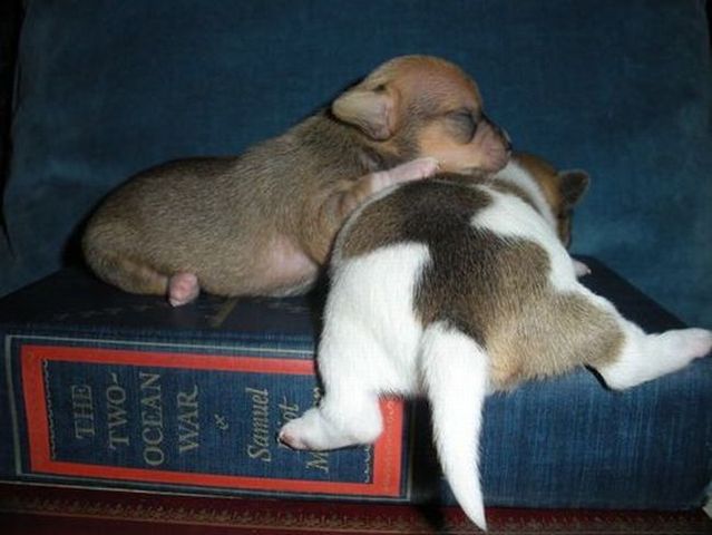 Funny picdump (85 pics)