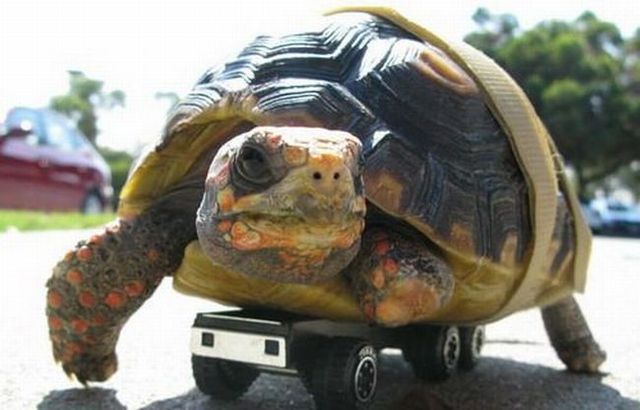 Funny picdump (85 pics)