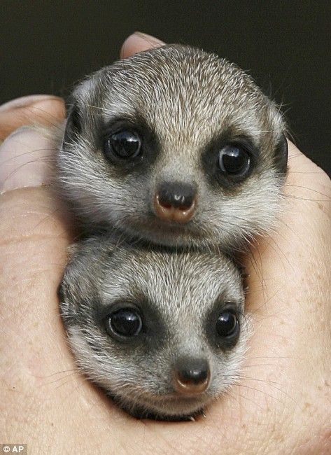 Funny picdump (85 pics)