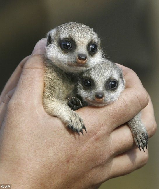 Funny picdump (85 pics)