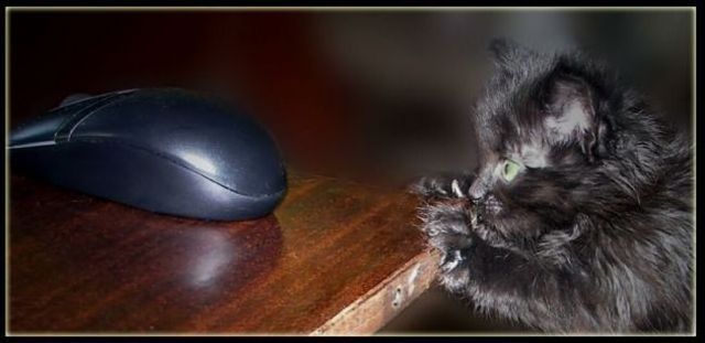 Funny picdump (115 pics)