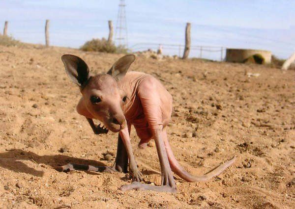 Funny picdump (115 pics)