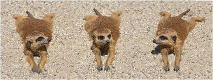 Curiosities and bonus pictures