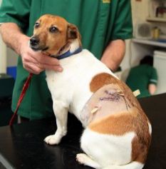 Curiosities and bonus pictures