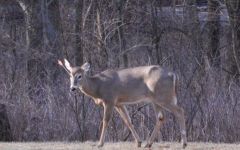 Curiosities and bonus pictures