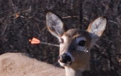 Curiosities and bonus pictures