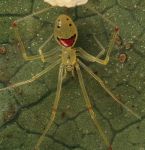 Curiosities and bonus pictures