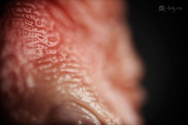 Close-up photography of vegetables, fruits and some objects (18 pics)