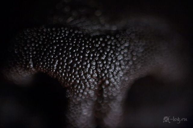 Close-up photography of vegetables, fruits and some objects (18 pics)