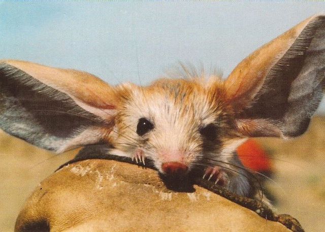 Animal of the day - Jerboa (21 pics + 2 videos)