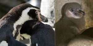 Curiosities and bonus pictures