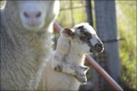 Curiosities and bonus pictures