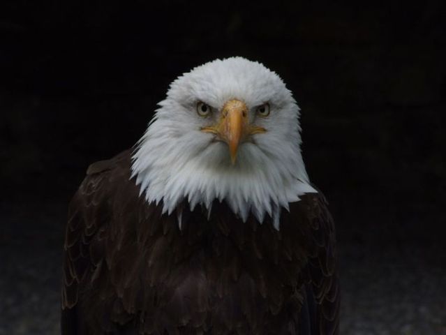 Pictures sent by users (40 pics)