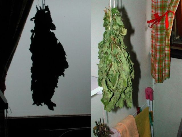 Pictures sent by users (40 pics)