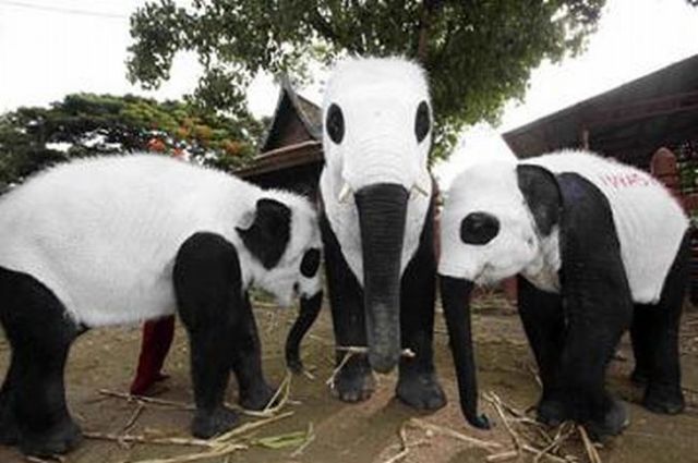 Only in Asia (145 pics)