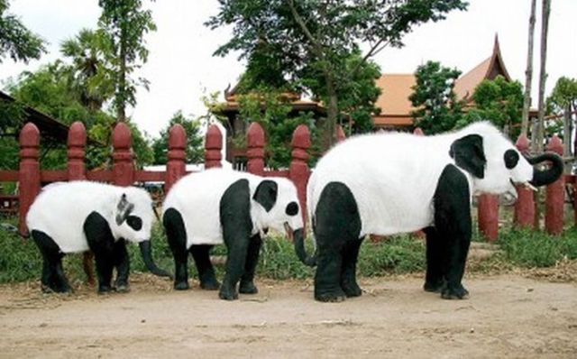 Only in Asia (145 pics)