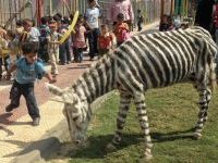 Curiosities and bonus pictures