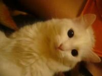 Cat Porn. 18+ )) (1.4 Mb)