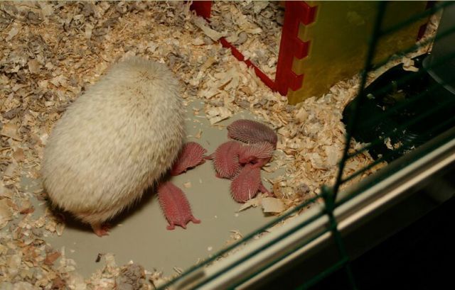Newly Born Hedgehogs Are So Cute (52 pics)