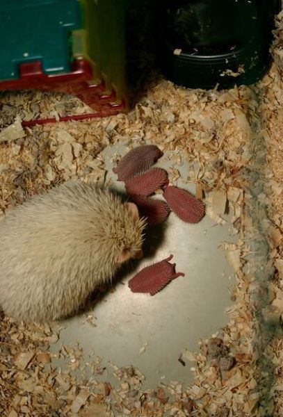 Newly Born Hedgehogs Are So Cute (52 pics)