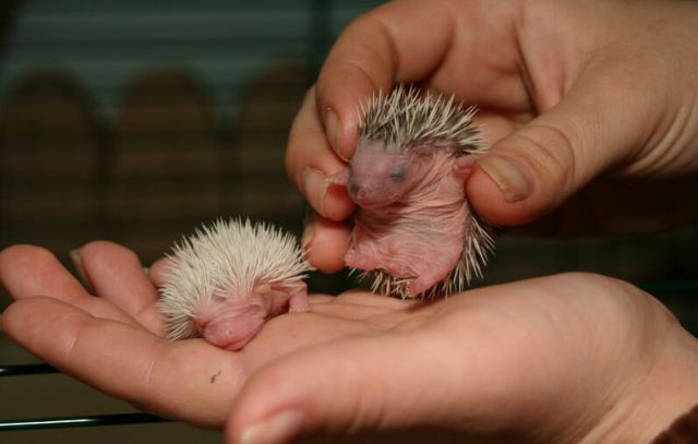 Newly Born Hedgehogs Are So Cute (52 pics)