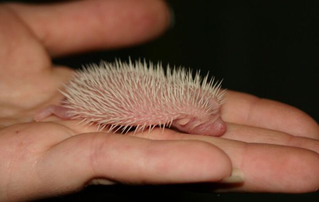 Newly Born Hedgehogs Are So Cute (52 pics)