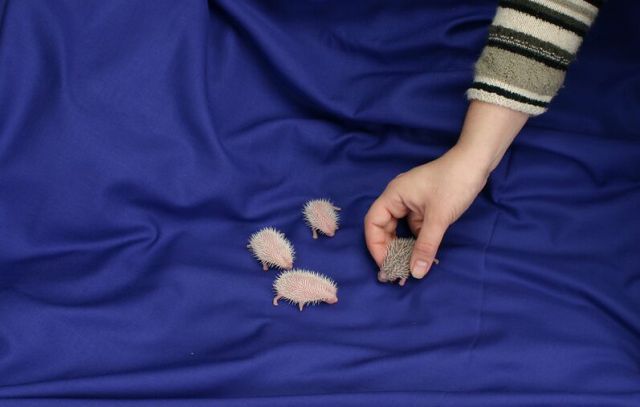 Newly Born Hedgehogs Are So Cute (52 pics)