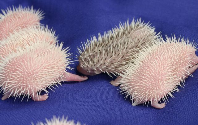 Newly Born Hedgehogs Are So Cute (52 pics)
