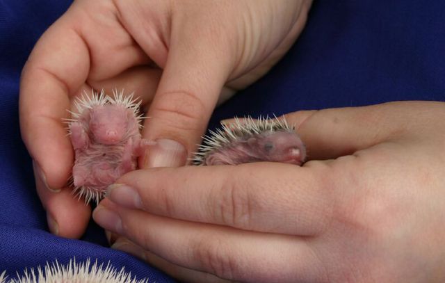 Newly Born Hedgehogs Are So Cute (52 pics)