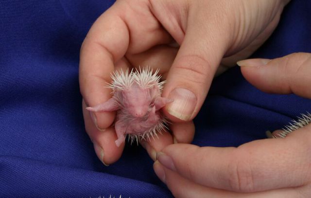 Newly Born Hedgehogs Are So Cute (52 pics)