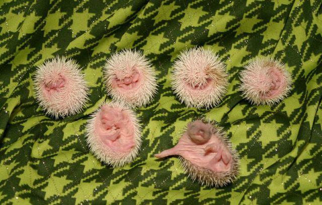 Newly Born Hedgehogs Are So Cute (52 pics)