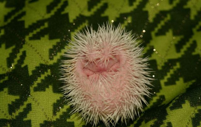 Newly Born Hedgehogs Are So Cute (52 pics)