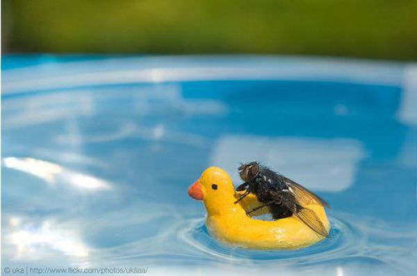 Real or Fake? Part 2 (45 pics)