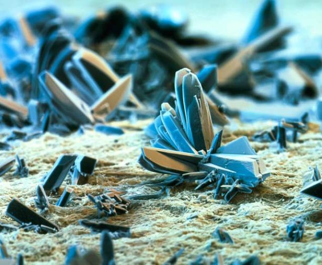 Amazing Scanning Electron Microscope Pictures