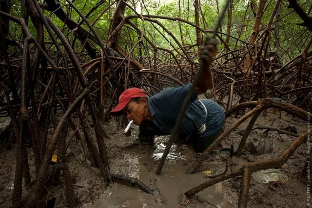 Crab Hunting in Brazil