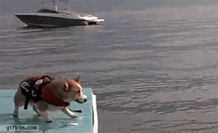 Friday Gif Collection