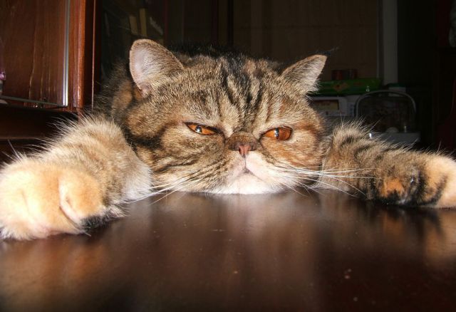 Daily picdump [WEEKEND EDITION]