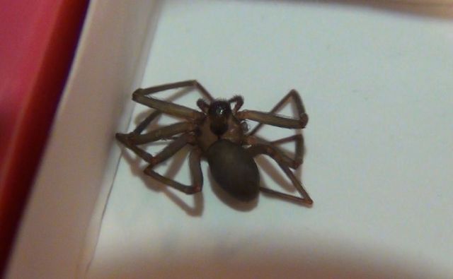 What a Brown Recluse Spider Bite Looks Like