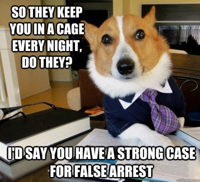 The Hilarious Lawyer Dog Meme