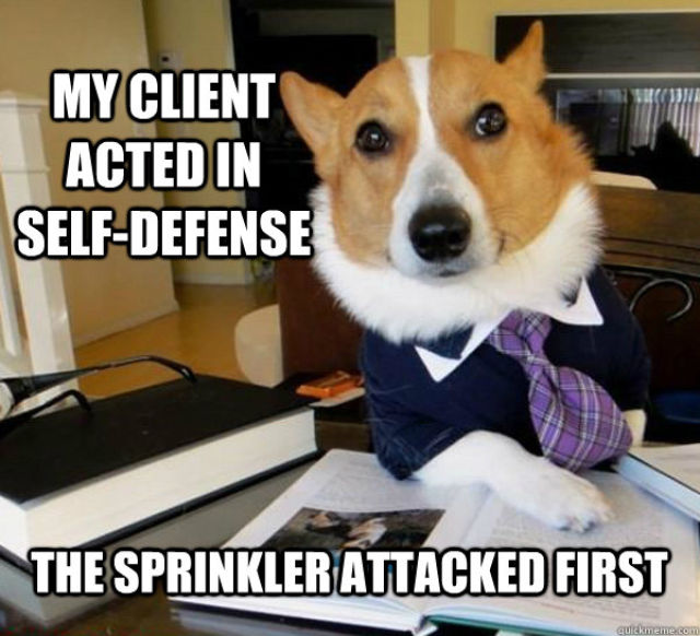 The Hilarious Lawyer Dog Meme