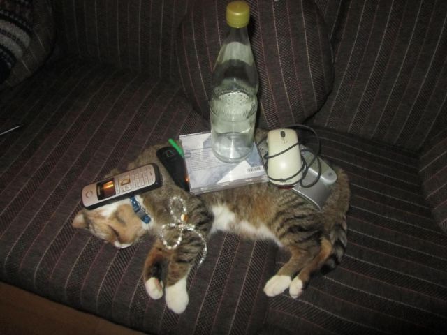 Daily Picdump