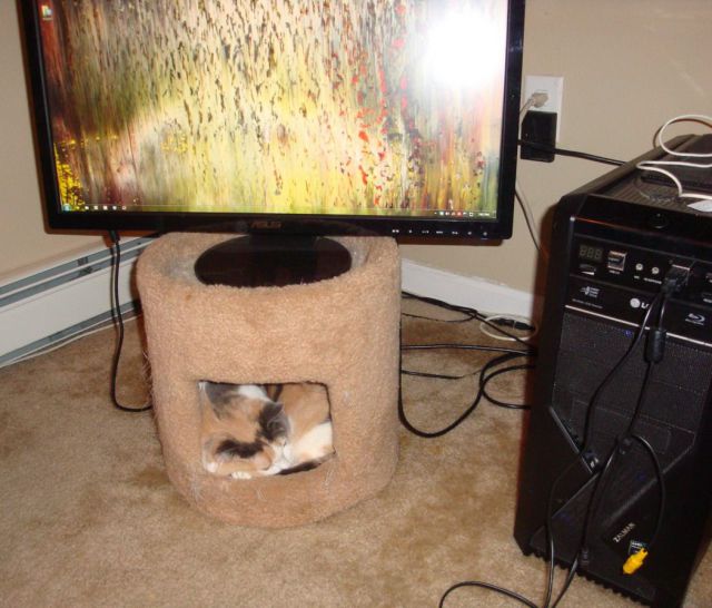 Daily Picdump