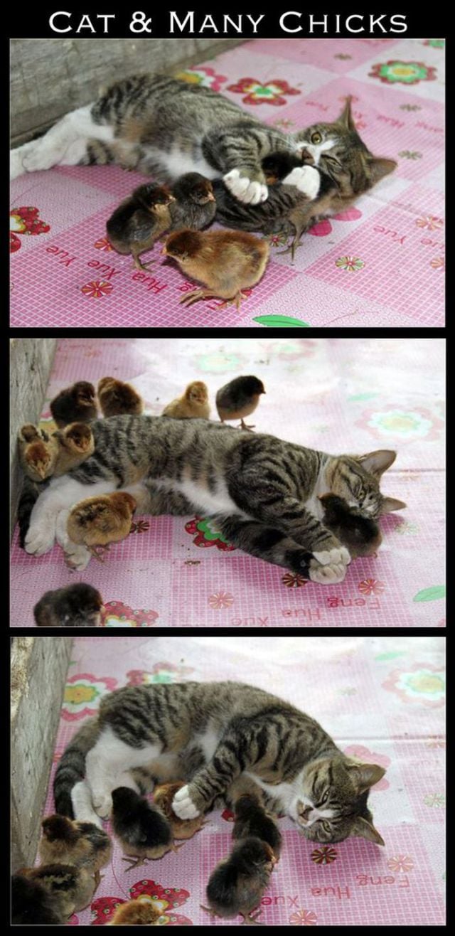 Adorable Animal Friendships