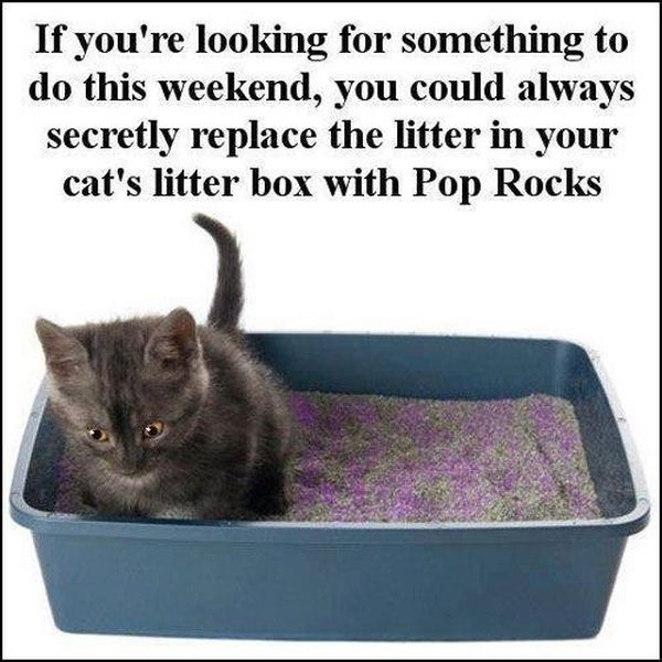 Morning Picdump