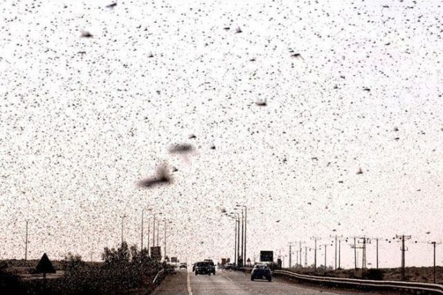 Beware the Locust Invasion