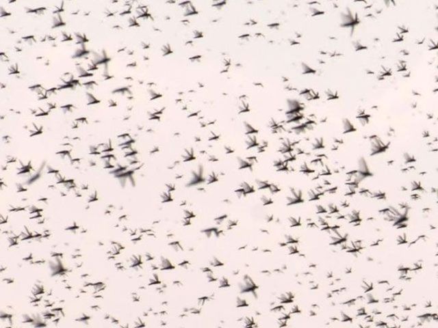 Beware the Locust Invasion
