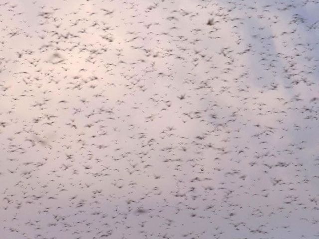 Beware the Locust Invasion