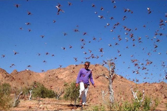 Beware the Locust Invasion