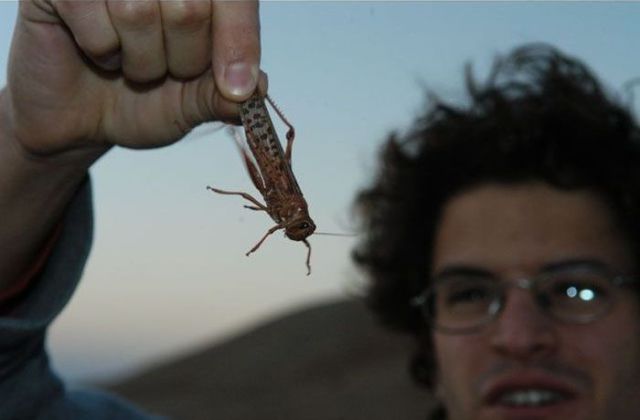 Beware the Locust Invasion